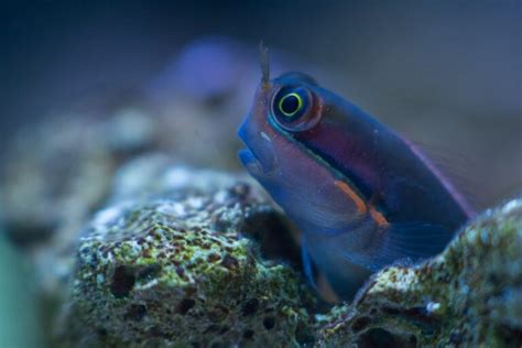 aquarium fish that eat snails|The 13 Best Saltwater Algae Eaters for a CLEAN Aquarium.